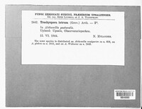 Trachyspora intrusa image